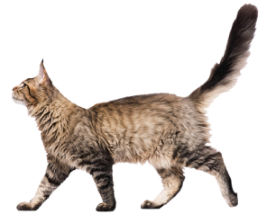 Chat Immobilier Faber Strasbourg