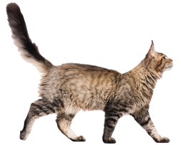 Chat Immobilier Faber Strasbourg