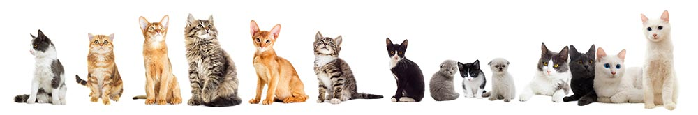 Agence immobilière solidaire à Strasbourg